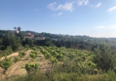 Non-developable land for sale on España, Teulada, ref: TR113614 photo