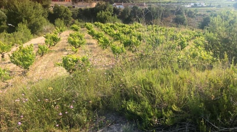 Alicante - Teulada - 11047m2