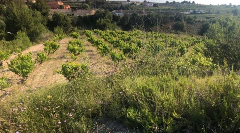 Alicante - Teulada - 11047m2