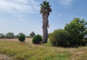 Finca rústica en venta en la España, Dolores, ref: TR297106 foto