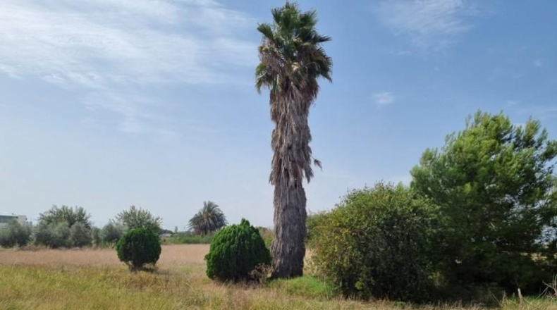Alicante - Dolores - 7500m2