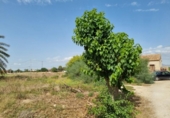 Finca rústica en venta en la España, Dolores, ref: TR297106 foto