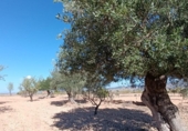 Casa de camp amb terreny en venda a la España, Jumella, ref.: TR351341 foto