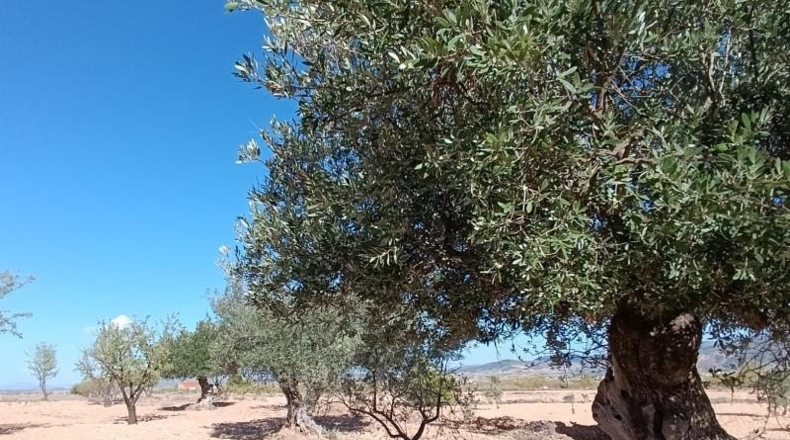 Мурсия - Jumilla - 25648m2