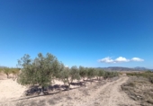 Casa de camp amb terreny en venda a la España, Jumella, ref.: TR351341 foto