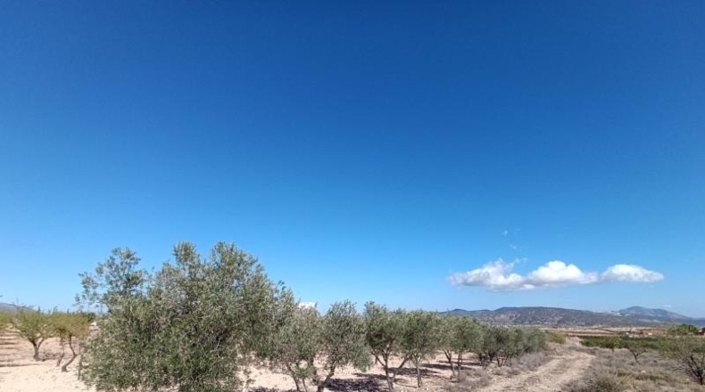 Мурсия - Jumilla - 25648m2