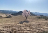 Chalet independiente con terreno en venta en la España, Lorca, ref: TR151921 foto