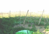 Country house with land for sale on España, Aspe, ref: TR159568 photo