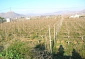 Country house with land for sale on España, Aspe, ref: TR159568 photo