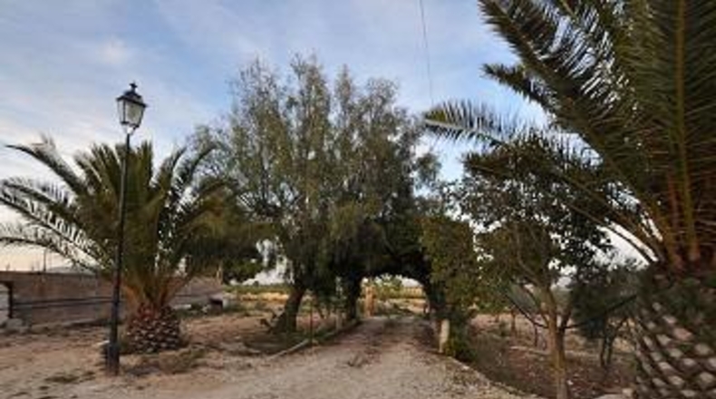 Alicante - Pinoso - 6000m2