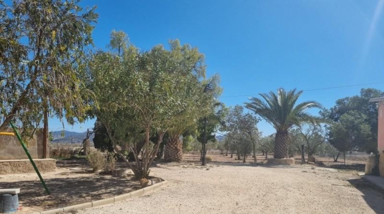 Alicante - Pinoso - 6000m2