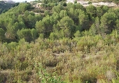 Parcel·la urbanitzable en venda a la España, Benissa, ref.: TR226266 foto