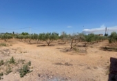 Chalet independiente con terreno en venta en la España, Amposta, ref: TR174855 foto