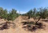 Chalet independiente con terreno en venta en la España, Amposta, ref: TR174855 foto