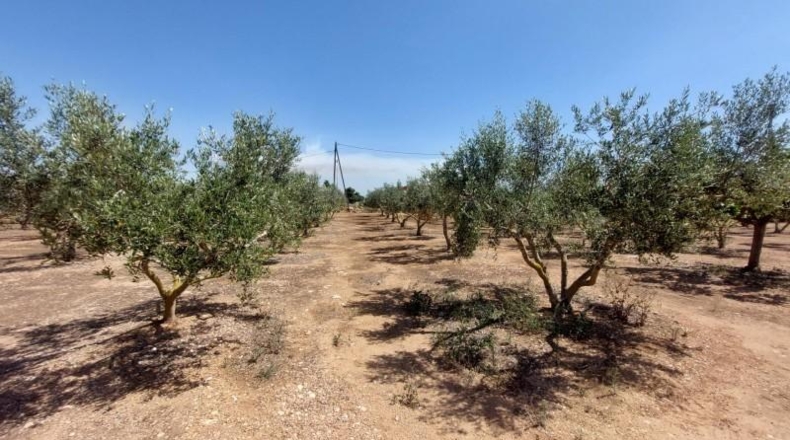 Tarragona - Amposta - 6943m2