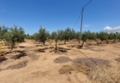 Chalet independiente con terreno en venta en la España, Amposta, ref: TR174855 foto