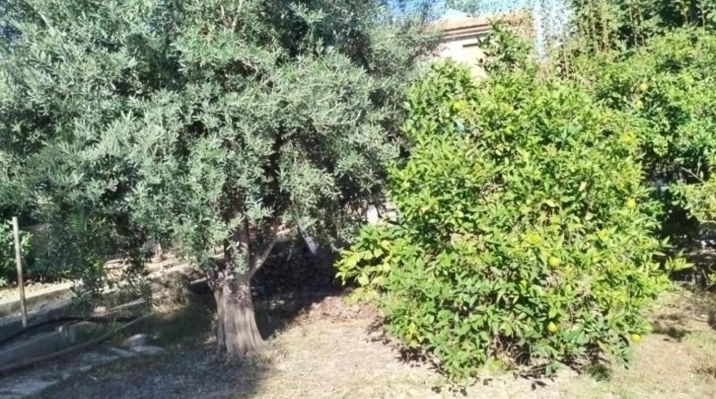 Murcia - Murcia - 420m2