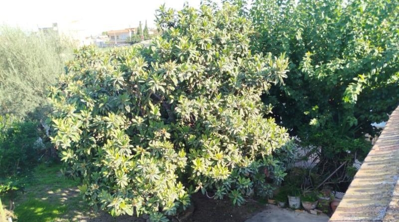 Murcia - Murcia - 420m2