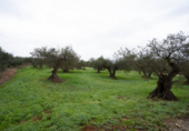Terreno no urbanizable en venta en la España, Alhaurín el Grande, ref: TR117640 foto
