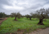 Terreno no urbanizable en venta en la España, Alhaurín el Grande, ref: TR117640 foto