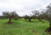 Terreno no urbanizable en venta en la España, Alhaurín el Grande, ref: TR117640 foto