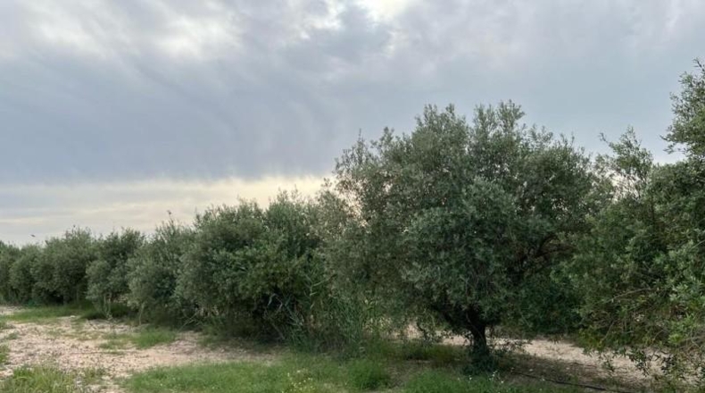 Murcia - Cartagena - 5183m2