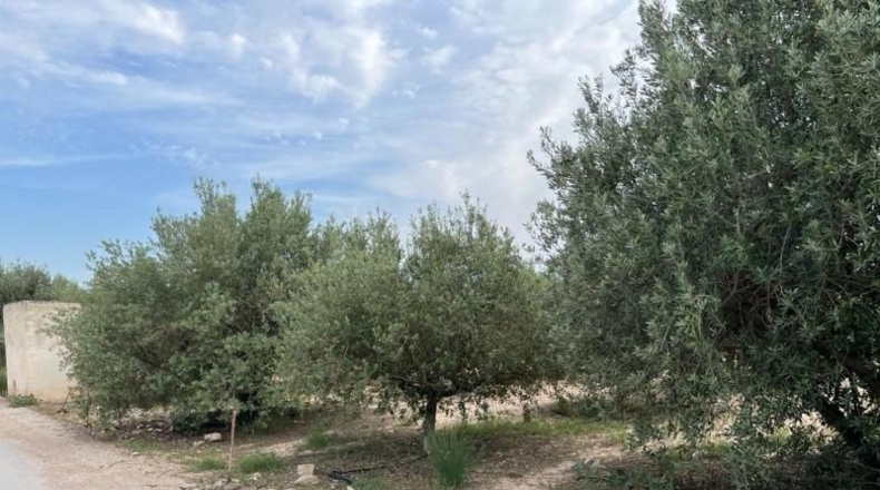 Murcia - Cartagena - 5183m2