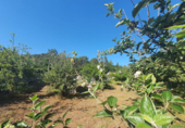 Sòl urbà en venda a la España, Gondomar, ref.: TR112365 foto