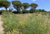 Sòl urbà en venda a la España, l'Escala, ref.: TR131229 foto