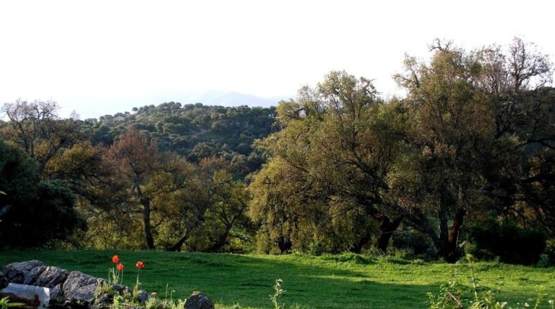 Málaga - Cortes de la Frontera - 13000m2