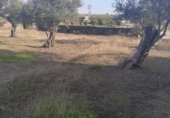 Land suitable for development for sale on España, Ahigal, ref: TR130252 photo