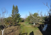 Detached villa with land for sale on España, Aznalcázar, ref: TR362115 photo