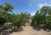 Finca rústica en venda a la España, Callosa de Segura, ref.: TR349494 foto