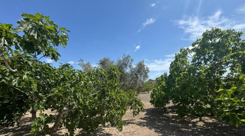 Alicante - Кальоса-де-Сегура - 5000m2