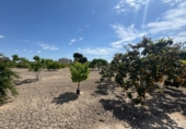 Finca rústica en venda a la España, Callosa de Segura, ref.: TR349494 foto
