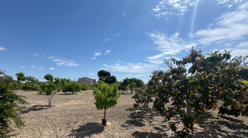 Alicante - Кальоса-де-Сегура - 5000m2