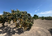 Finca rústica en venda a la España, Callosa de Segura, ref.: TR349494 foto