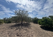 Finca rústica en venda a la España, Callosa de Segura, ref.: TR349494 foto