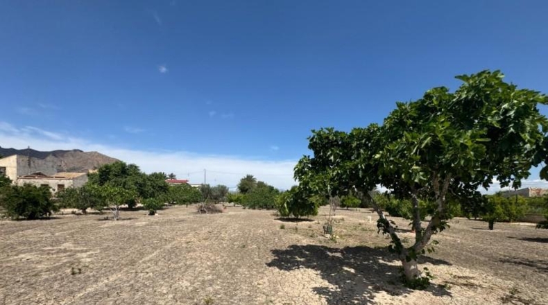 Alicante - Кальоса-де-Сегура - 5000m2