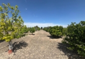 Finca rústica en venda a la España, Callosa de Segura, ref.: TR349494 foto