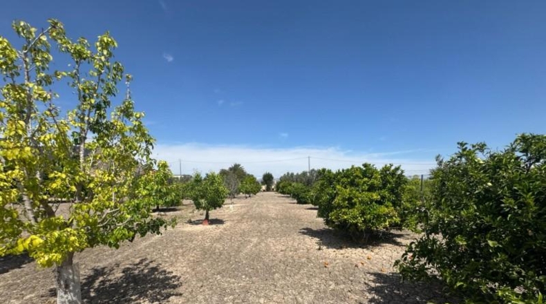 Alicante - Кальоса-де-Сегура - 5000m2