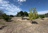 Finca rústica en venda a la España, Callosa de Segura, ref.: TR349494 foto