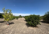 Finca rústica en venda a la España, Callosa de Segura, ref.: TR349494 foto