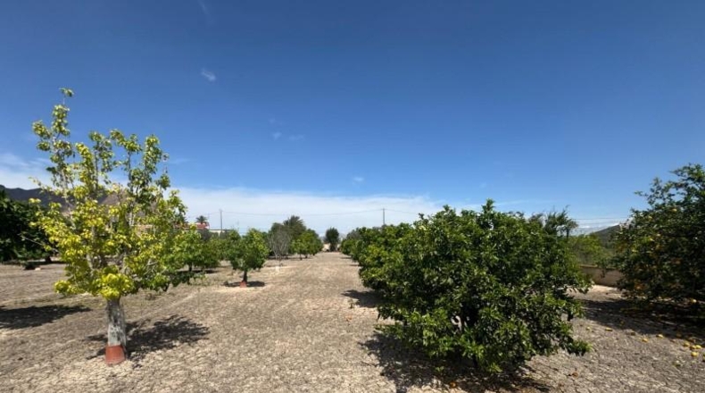 Alicante - Кальоса-де-Сегура - 5000m2