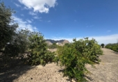 Finca rústica en venda a la España, Callosa de Segura, ref.: TR349494 foto