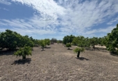 Finca rústica en venda a la España, Callosa de Segura, ref.: TR349494 foto