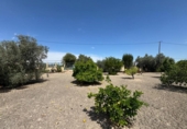 Finca rústica en venda a la España, Callosa de Segura, ref.: TR349494 foto