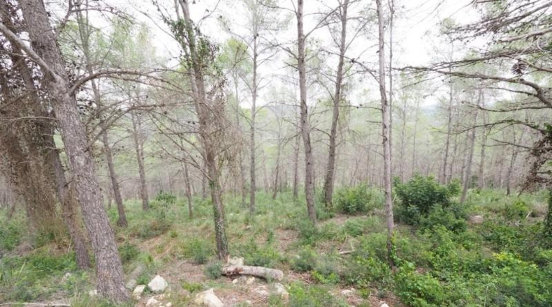 Barcelona - Sant Pere de Ribes - 31362m2