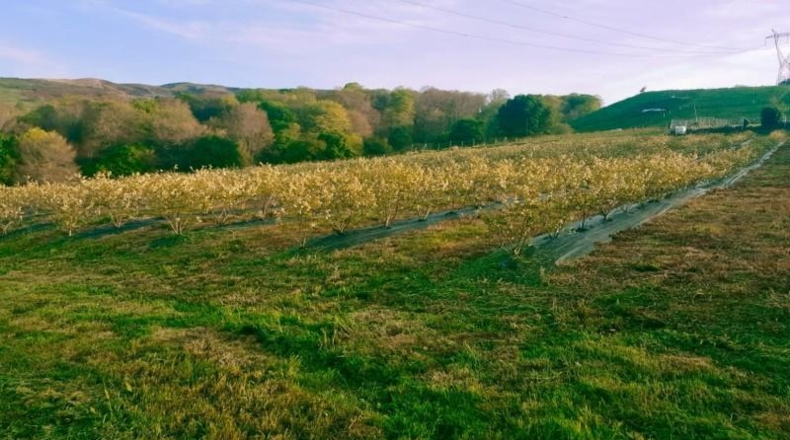 Cantabria - Villafufre - 17475m2