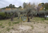 Detached villa with land for sale on España, Ontinyent, ref: TR219148 photo
